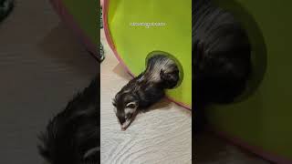 Who Broke My Ferret? #ferret #pets #cute #animals #cuteanimals #adorable #animallovers #fluffyfriend