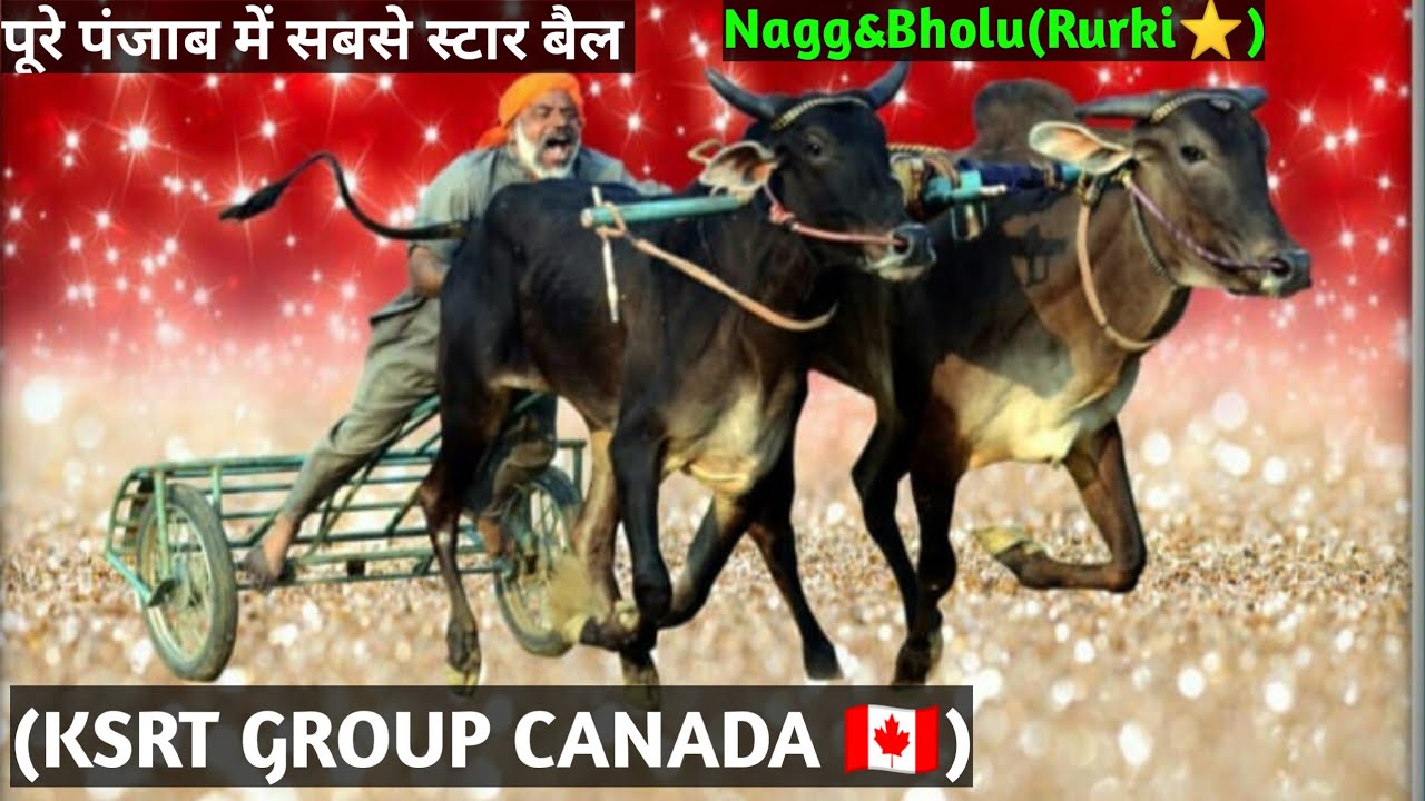 Rurki Bail punjab • Ox Race • Punjab star Bull • Most Famous bull in Punjab • KSRT •