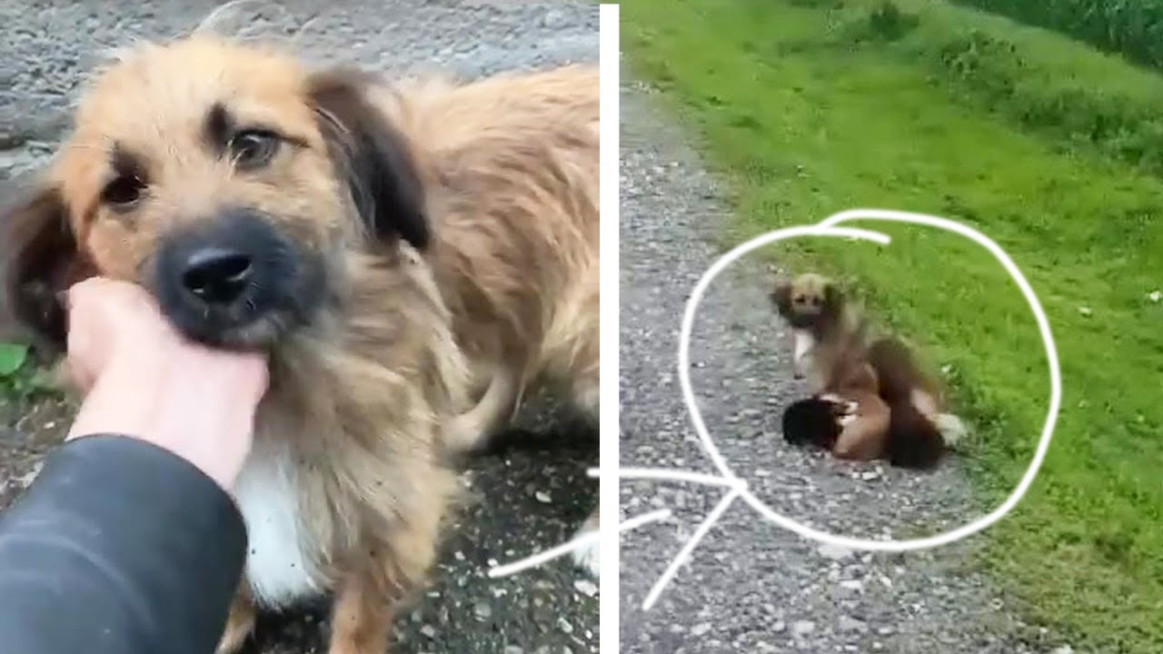 Abandoned mother dog begged for help for her exhausted puppies and ...