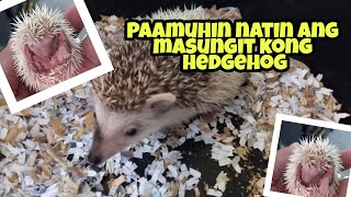 How to Tame your Aggressive Hedgehog