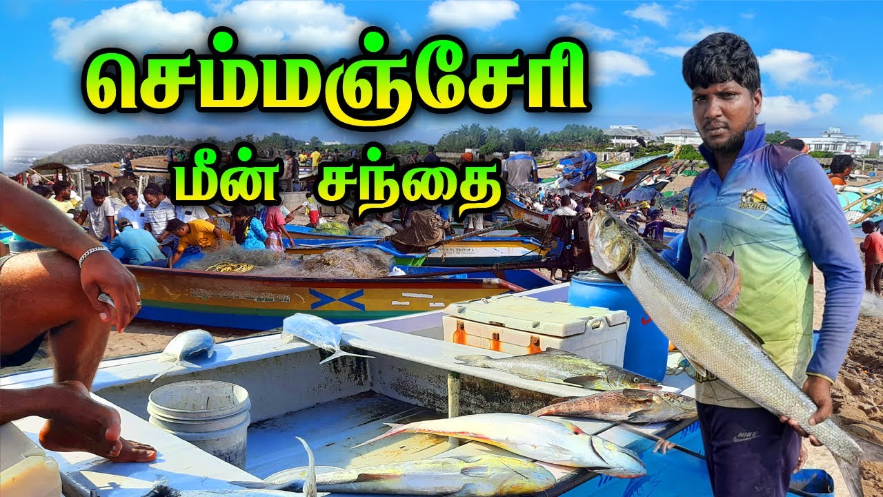 💥🐠செம்மஞ்சேரி மீன் சந்தை|கோவளம் அருகில்|உயிருள்ள கடல் மீன்கள் கிடைக்கும் |Kovalam Fish Market #viral