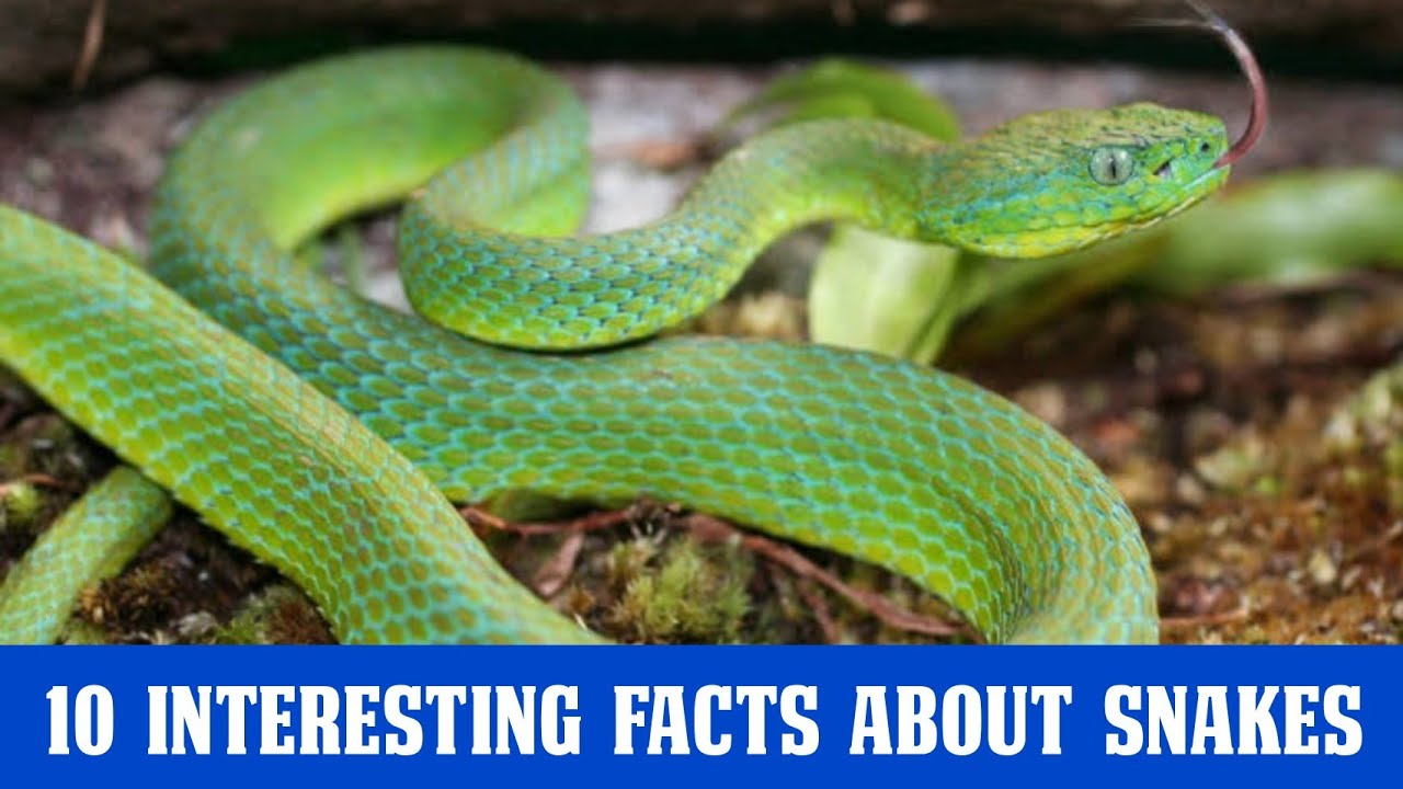 सांपो के बारे में 10 रोचक तथ्य | 10 Interesting Facts About Snakes 🐍 | Snake Facts in Hindi 