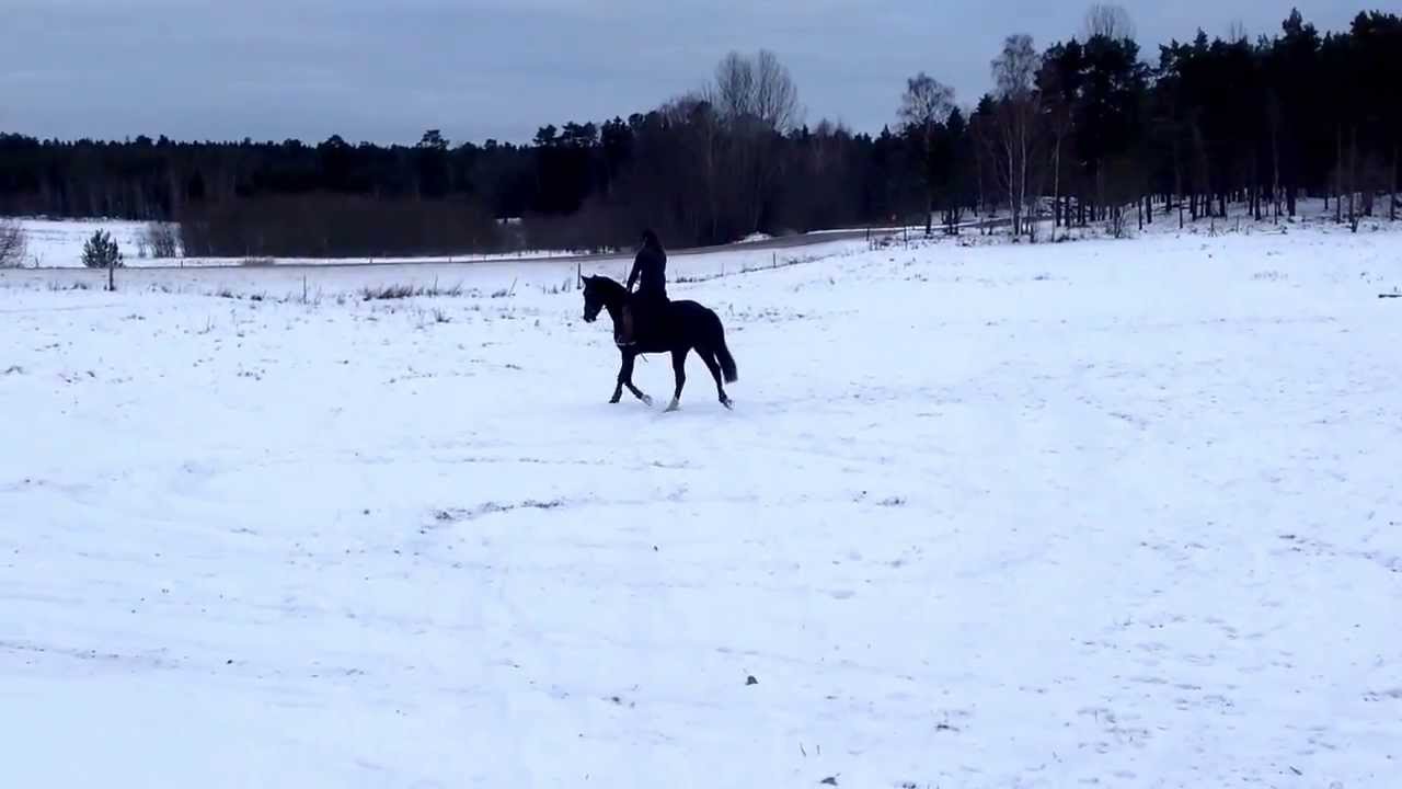 Zingo och Naiomi första galoppen på ängen på nysved 24 jag 2014