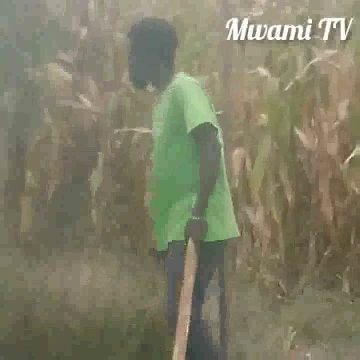 wizi Wa mihogo episode 1 Mwami TV