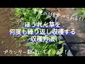 ほうれん草を何度も繰り返し収穫出来る!お勧めの収穫方法【限られたスペースでも沢山収穫出来ます】