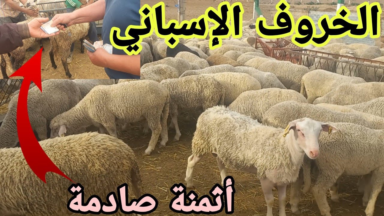 حصريا📣انطلاق بيع أضحية العيد2024 عند الإخوان دويدو أقبال كبير على الخروف الإسباني بسب ثمنه 🫰