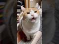 【三毛猫】おはようのミケ