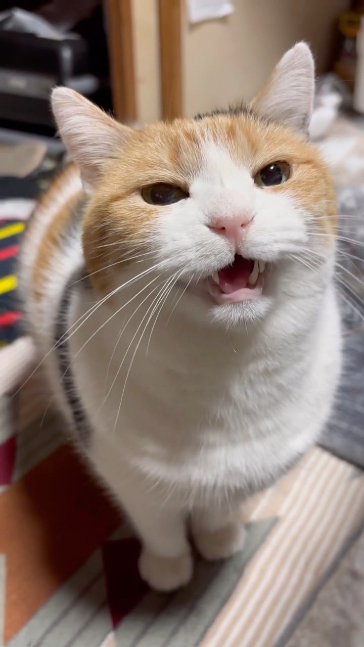 三毛猫】おはようのミケ - YouTube