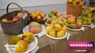 Mango Mania celebrates South Florida’s flavor and agriculture
