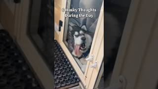 6 Husky Thoughts During the Day🤪 #husky #huskydog #funny #siberianhusky #huskylife #shorts #doglove
