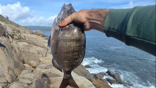 Sargos A Boya Mientras No Llueve....ría De Corcubióngalicia