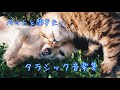 ペットと聞きたいクラシック音楽集【癒し・落ち着くBGM】