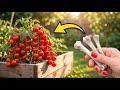 I Used 2 Kitchen Waste to Make Homemade fertilizer | Insane Plant Growth