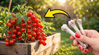 I Used 2 Kitchen Waste to Make Homemade fertilizer ‌| Insane Plant Growth