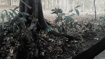 pouring rain // aesthetic // Milbert Domen