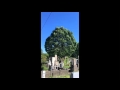 風