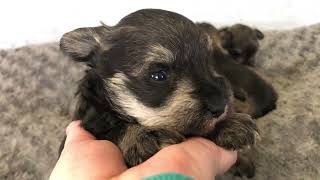 🐶 Can you guess this puppy’s name?