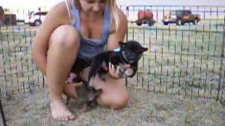 6 Shiba Inu Puppies, 5 Weeks Old At Play