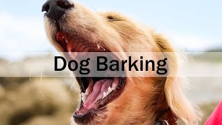 1 HOUR Dog Barking Outside