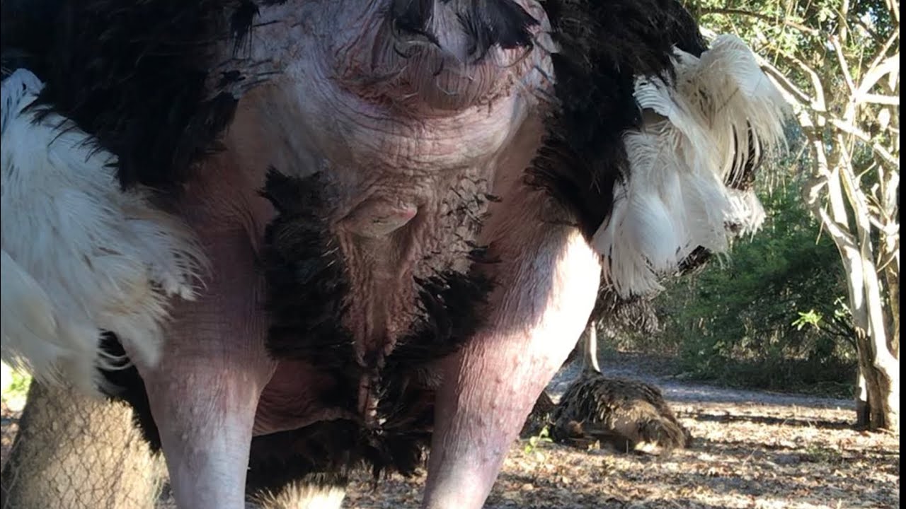 How male Ostrich Look like during Incubation period!