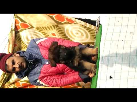 Super Quality German Shepherd Puppies Available Dogshub india 99503300099 sheppard software