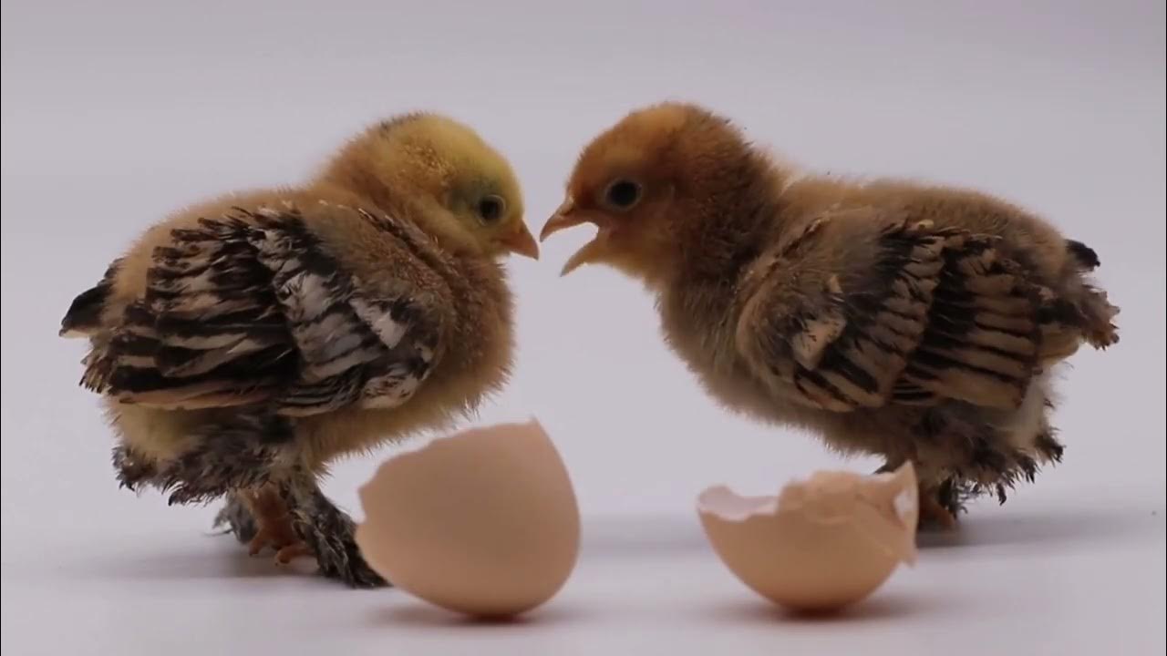 Which came first ? CHICKEN OR EGG YouTube