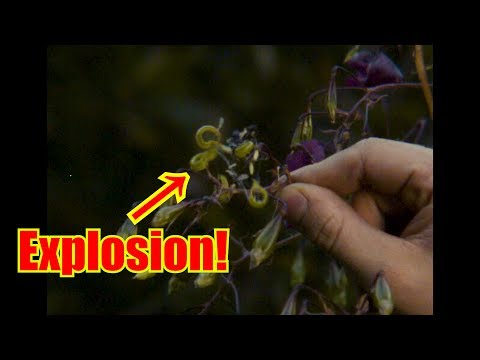 Exploding Flower (Impatiens glandulifera)