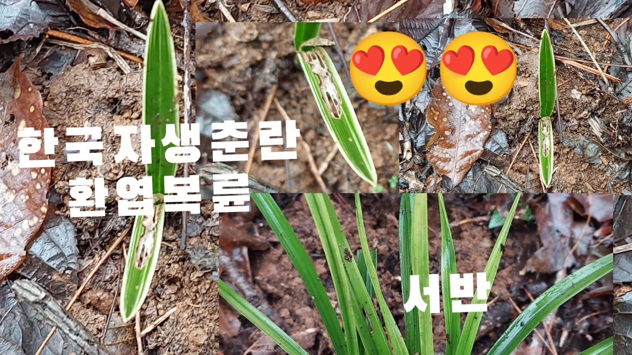 #한국춘란 산행에서#서반과#환엽복륜을 만났네요#난초랑