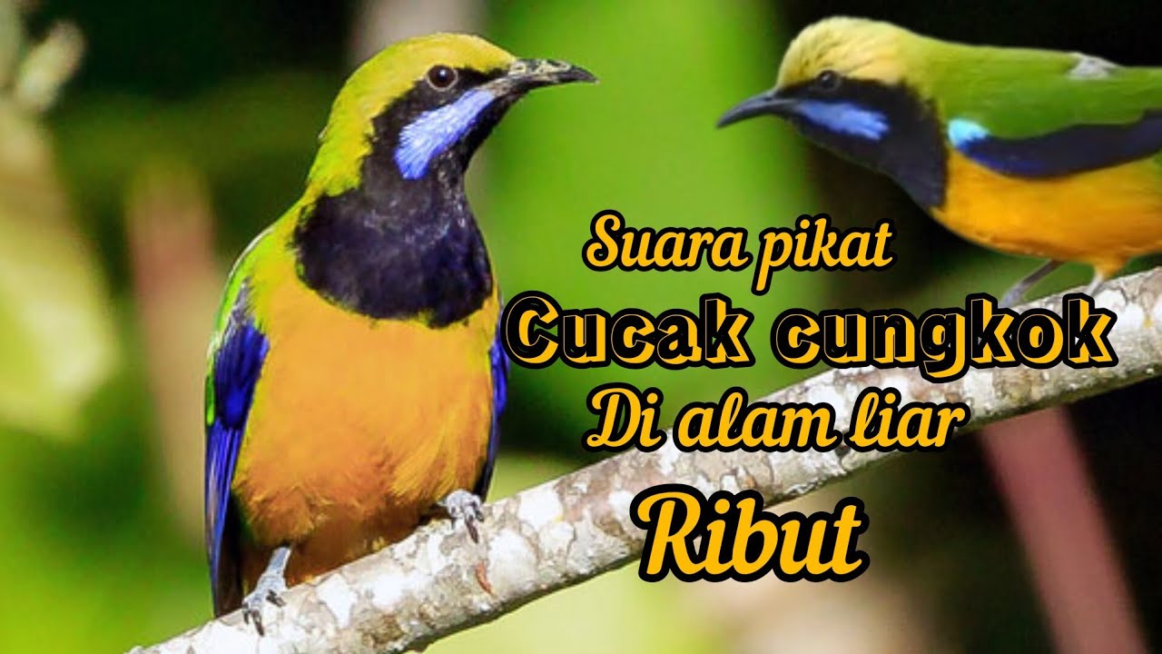 SUARA MASTERAN DAN PIKAT CUCAK CUNGKOK RIBUT ALAM LIAR MP3