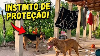 Pastor Alemão salva filhote de ataque de Pitbull 😳 ELE PROTEGEU…