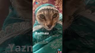 İki Keklik Türküsü, Devlet Bahçeli Şiiri Kedi Editi