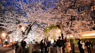 見頃を迎えた京都の桜