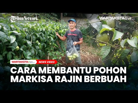 Video: Panduan Baja Kesemak – Berapa Banyak Baja Yang Diperlukan Pokok Kesemak