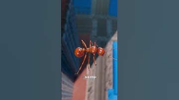 Dropping An Ant Off The Empire State Building 🐜 ~ mini wood toy woodworking/art skills/ #shorts