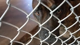 Mars 5Y Pet Id 922818 Kennel 37 Hssaz Shelter Spaces Of Being Drawn Away But We Had Finesse Flashes6