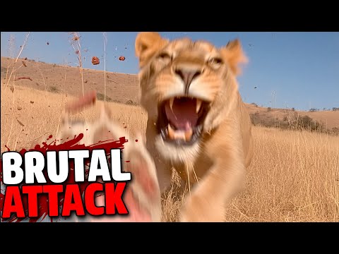 Tourist’s Final Moments: Mauled by a Lion in Kenya’s Maasai Mara