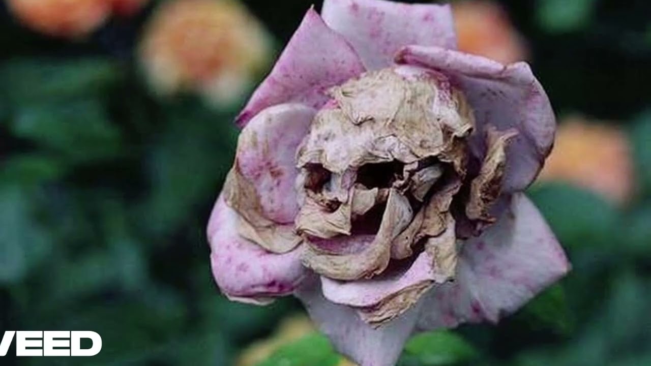 ABRAHAD - The Magnum Animus Show ⚜️ - Listening to Colossal Youth