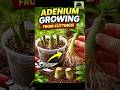 how to grow adenium from a cutting  get a adenium plant for free best trick #plants #homegarden
