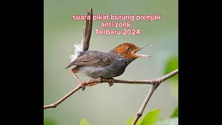Download Lagu suara pikat burung prenjak Anti zonk MP3