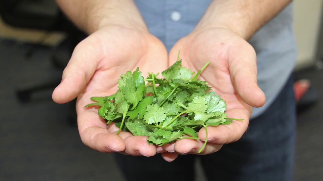 When and how to harvest cilantro YouTube
