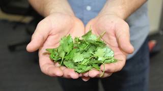 When and how to harvest cilantro When and how to harvest cilantro