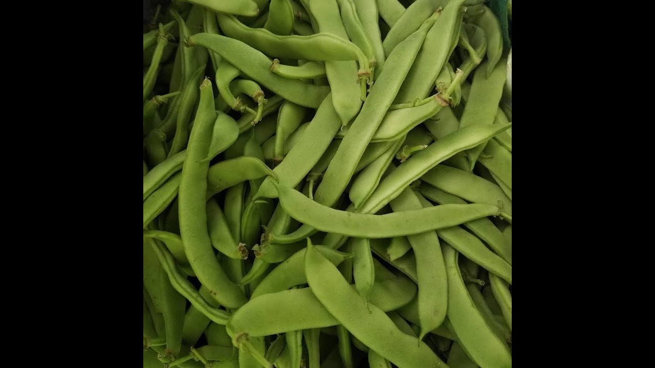 Italian Pole Beans, Stewed with San Marzano Tomatoes YouTube