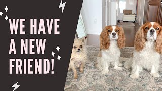 HERKY AND MILTON MEET A CHIHUAHUA // Cavalier King Charles Spaniel Vlog July 27