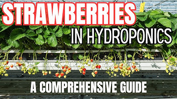 Strawberry Hydroponics - All You Need to Know