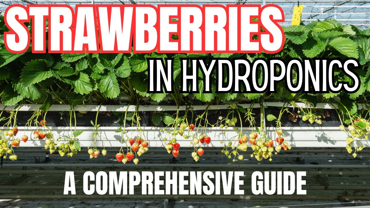 Strawberry Hydroponics All You Need to Know YouTube