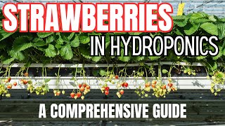 Strawberry Hydroponics  All You Need to Know