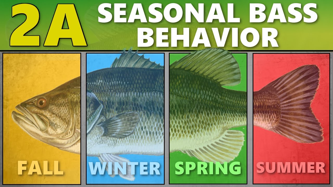 Bass Bait Chart