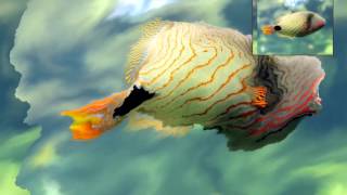 FrangoCamera orange trigger fish