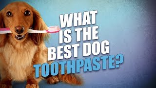 What Is the Best Dog Toothpaste?