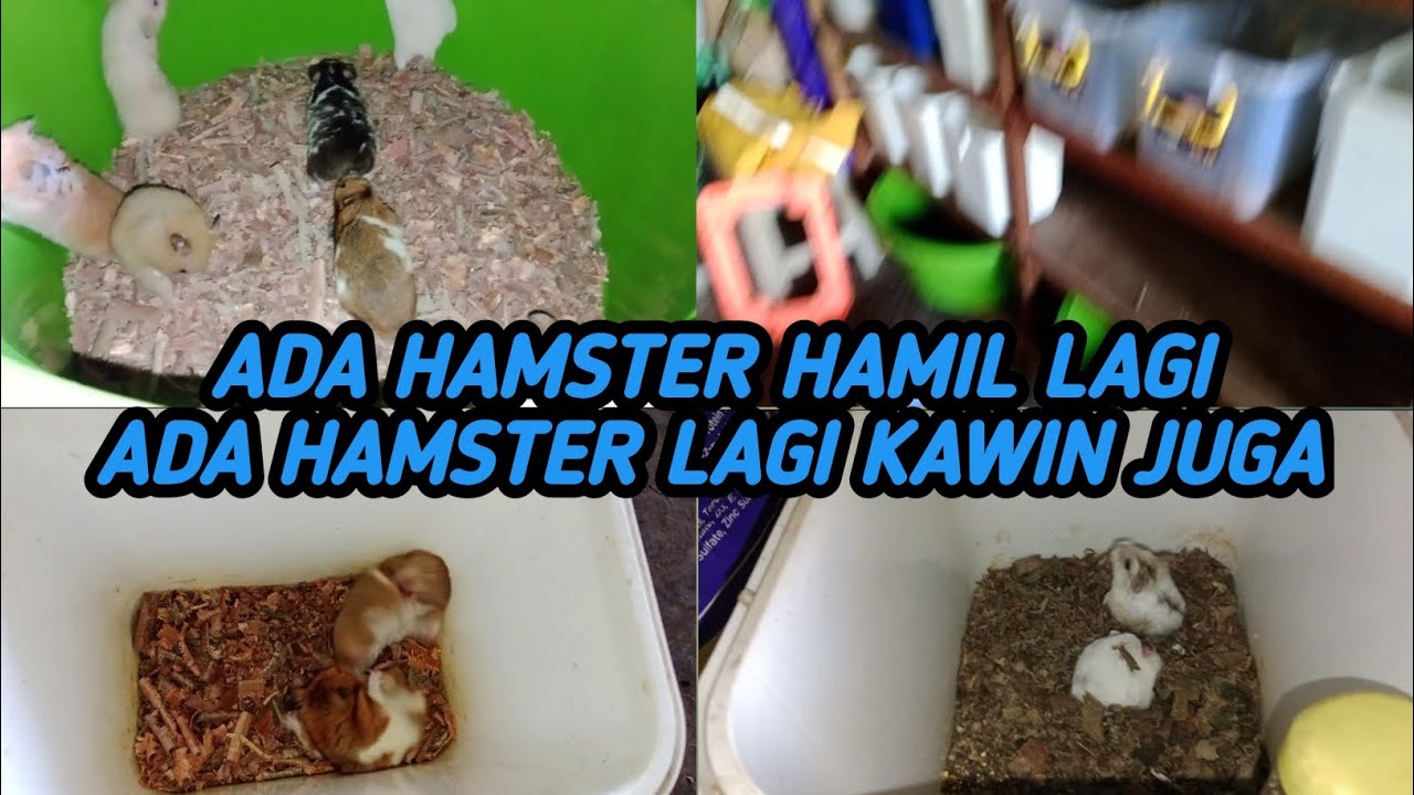 JACKPOT BARU DISATUKAN HAMSTER LANGSUNG KAWIN